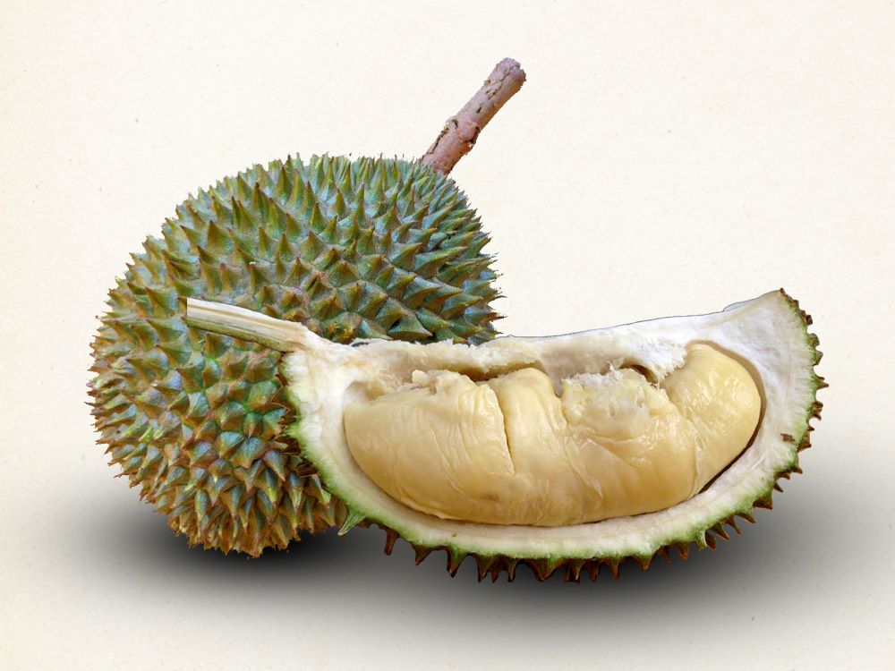 XO Durian